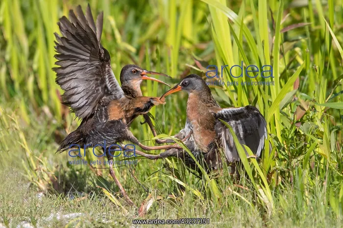  : Virginia Rail in beaver pond