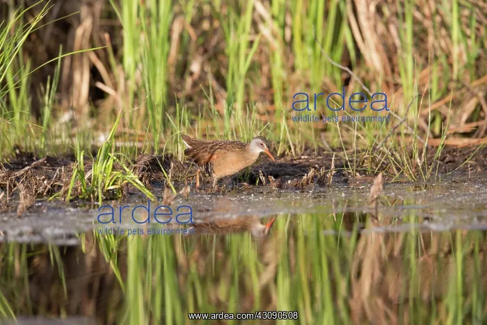 : Virginia Rail (Rallus limicola) : Virginia Rail (Rallus limicola)