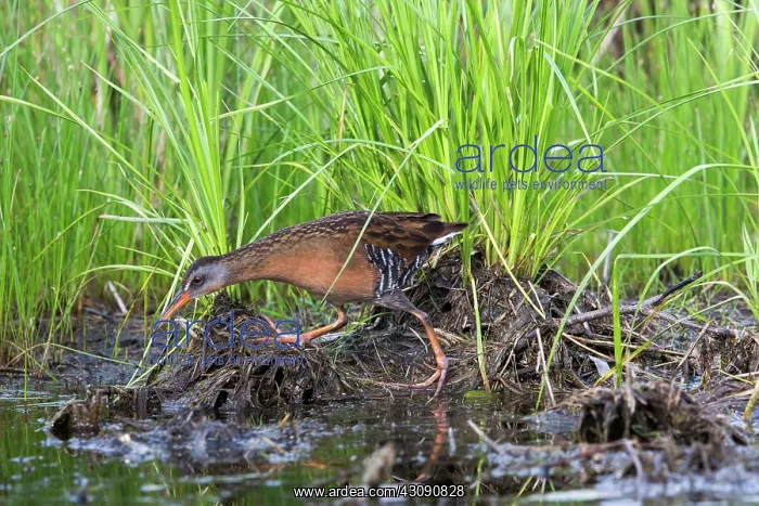  : Virginia Rail (Rallus limicola)