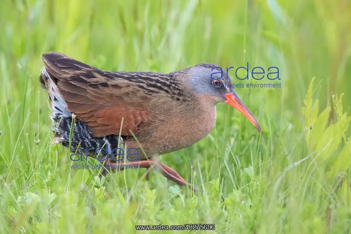 : Virginia Rail, Rallus limicola. a small waterbird, of the fa : Virginia Rail, Rallus limicola. a small waterbird, of the fa