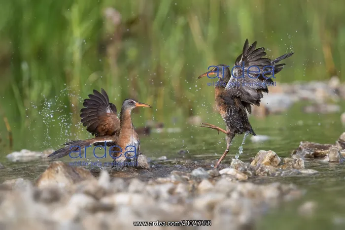  : Virginia Rails fighting in beaver pond