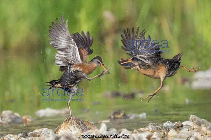  : Virginia Rails fighting in beaver pond