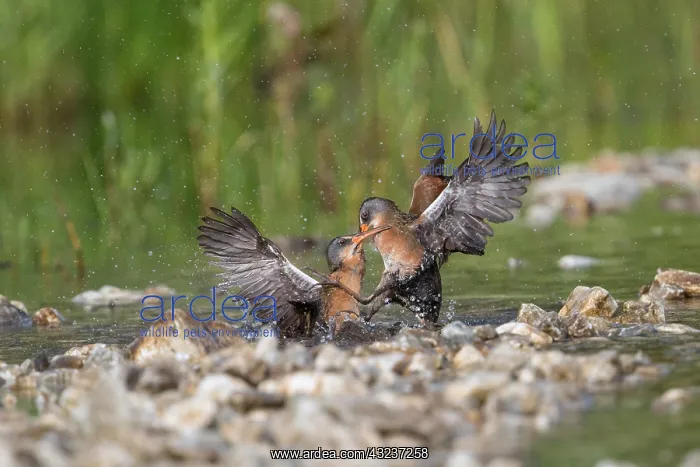  : Virginia Rails fighting in beaver pond