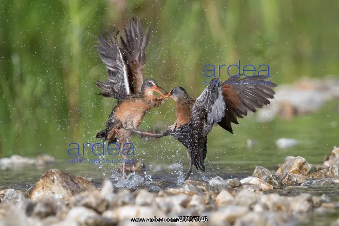  : Virginia Rails fighting in beaver pond