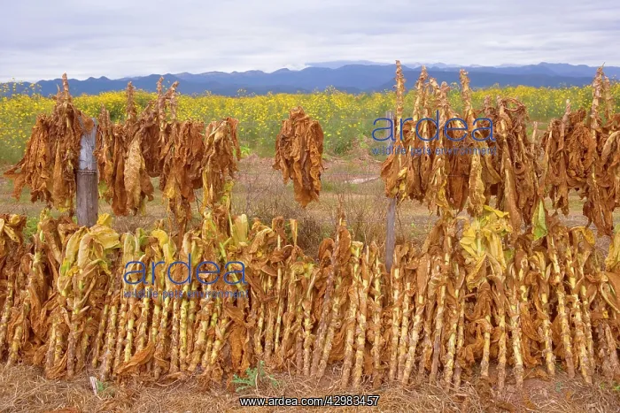 : Virginia Tobacco harvest - harvested tobacco plants : Virginia Tobacco harvest - harvested tobacco plants
