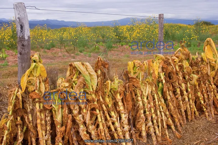 : Virginia Tobacco harvest - harvested tobacco plants : Virginia Tobacco harvest - harvested tobacco plants