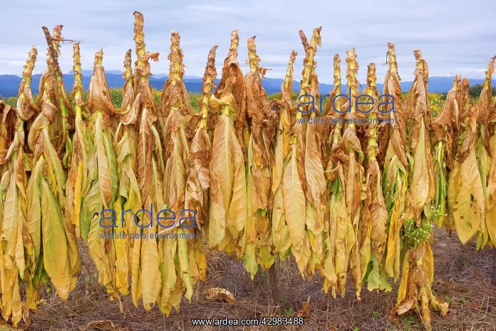 : Virginia Tobacco harvest - harvested tobacco plants : Virginia Tobacco harvest - harvested tobacco plants
