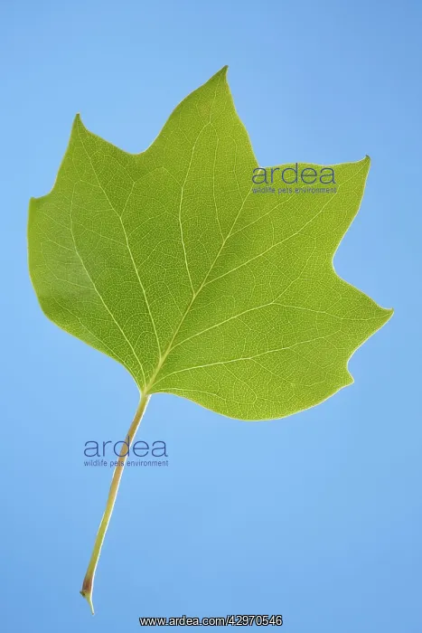 : Virginia, Tulip Tree - leaf : Virginia, Tulip Tree - leaf