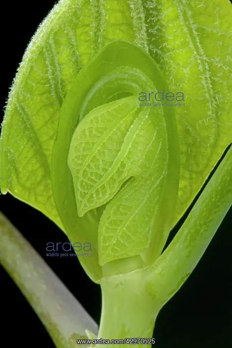 : Virginian Tulip Tree - leaf bud opening in spring : Virginian Tulip Tree - leaf bud opening in spring