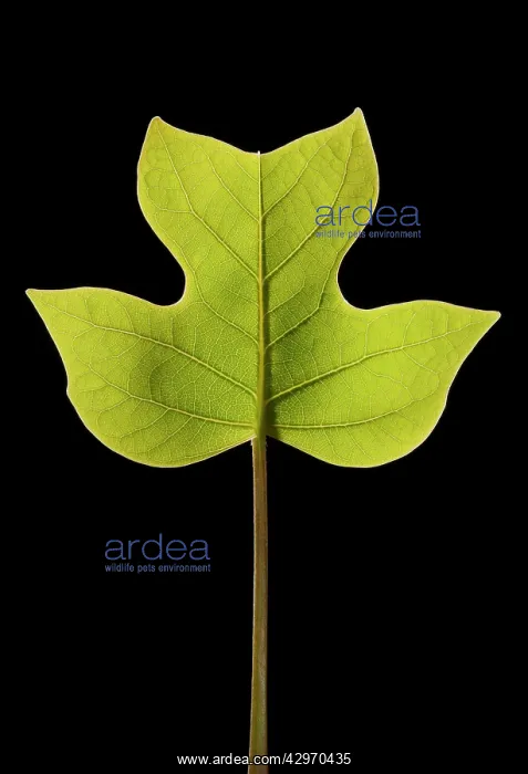 : Virginian Tulip Tree - young leaf just opening : Virginian Tulip Tree - young leaf just opening