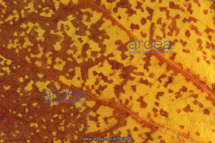  : Virginia's Tulip Tree - Detail of a autumn leaf