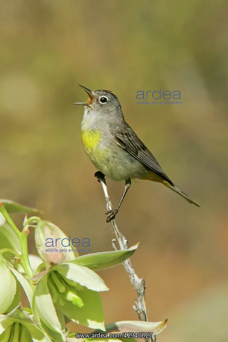 : Virginia's Warbler : Virginia's Warbler