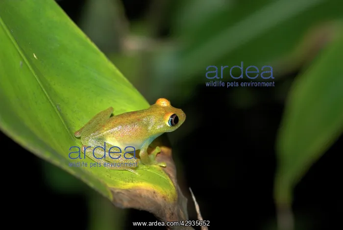 : Viridian Tree Frog - endemic : Viridian Tree Frog - endemic