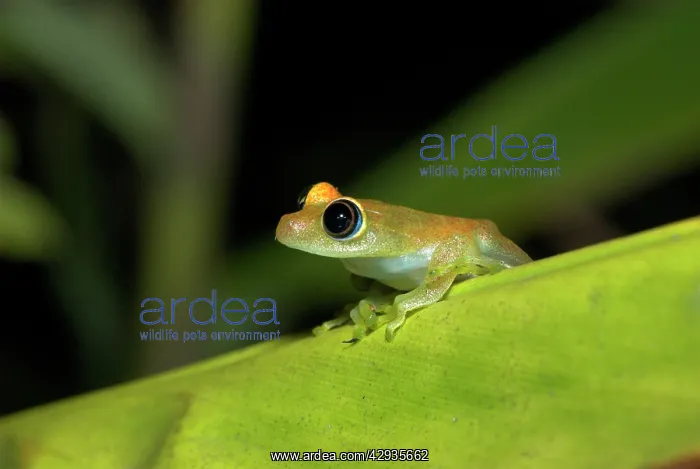: Viridian Tree Frog - endemic : Viridian Tree Frog - endemic