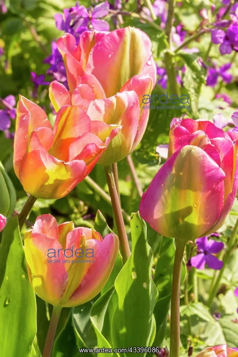: Viridiflora Tulip Groenland, flowers : Viridiflora Tulip Groenland, flowers