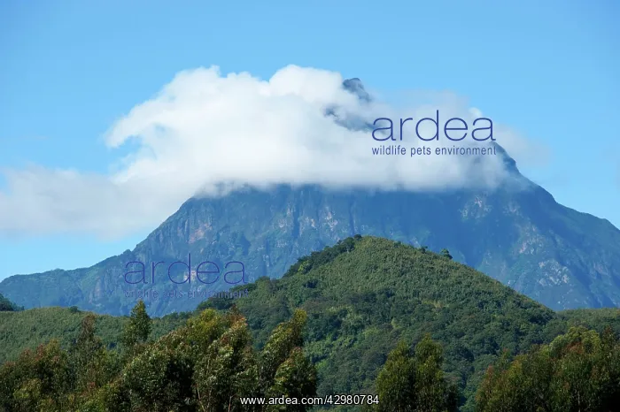 : Virunga Mountains Volcanoes National Park : Virunga Mountains Volcanoes National Park