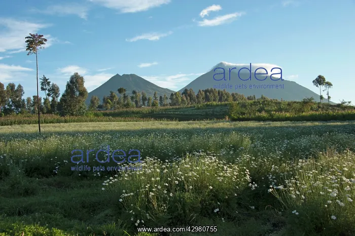  : Virunga Mountains Volcanoes National Park - garden