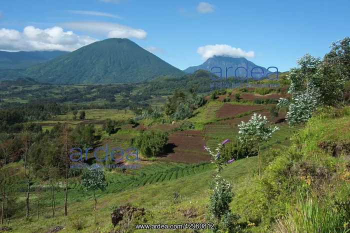 : Virunga Mountains Volcanoes National Park - garden crops : Virunga Mountains Volcanoes National Park - garden crops