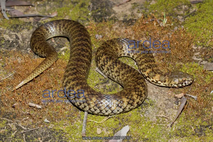 : De Vis Banded Snake : De Vis Banded Snake