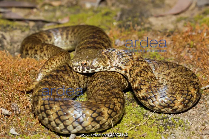 : De Vis Banded Snake : De Vis Banded Snake