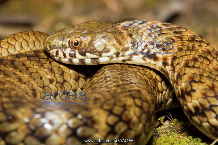 : De Vis Banded Snake : De Vis Banded Snake