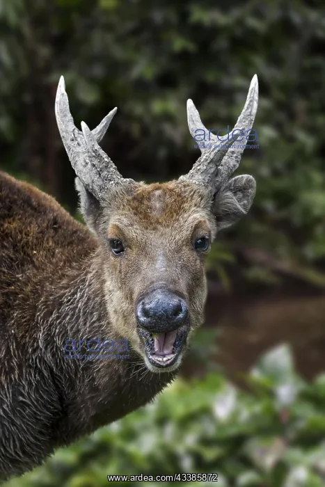 : Visayan spotted deer, Visayan deer, Philippine spotted : Visayan spotted deer, Visayan deer, Philippine spotted