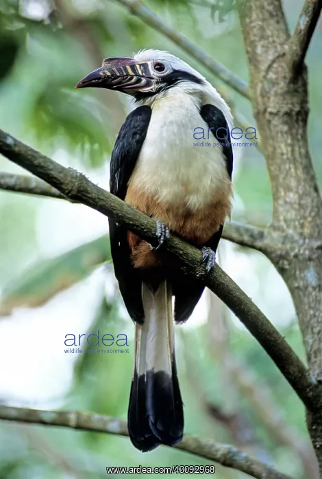 : Visayan Tarictic Hornbill : Visayan Tarictic Hornbill