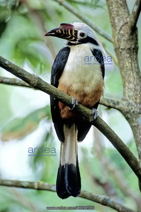 : Visayan Tarictic Hornbill : Visayan Tarictic Hornbill