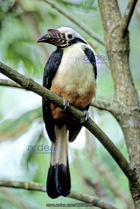 : Visayan Tarictic Hornbill : Visayan Tarictic Hornbill