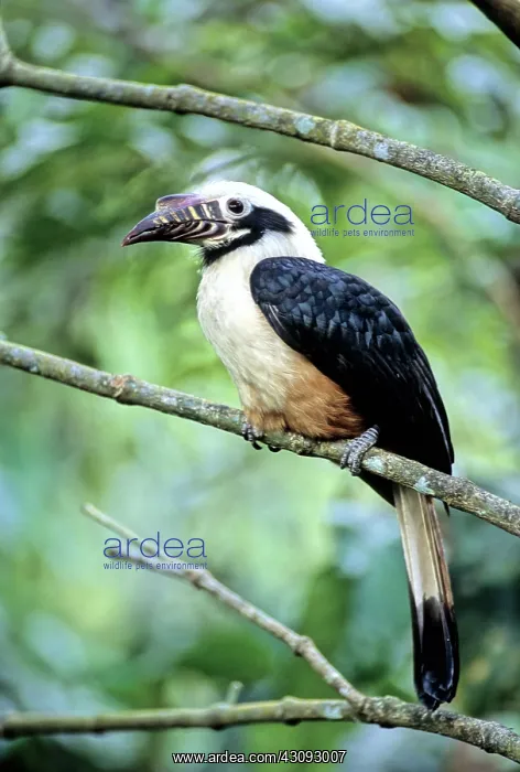 : Visayan Tarictic Hornbill : Visayan Tarictic Hornbill