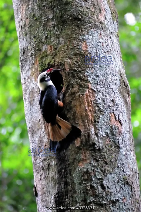 : Visayan Tarictic Hornbill : Visayan Tarictic Hornbill