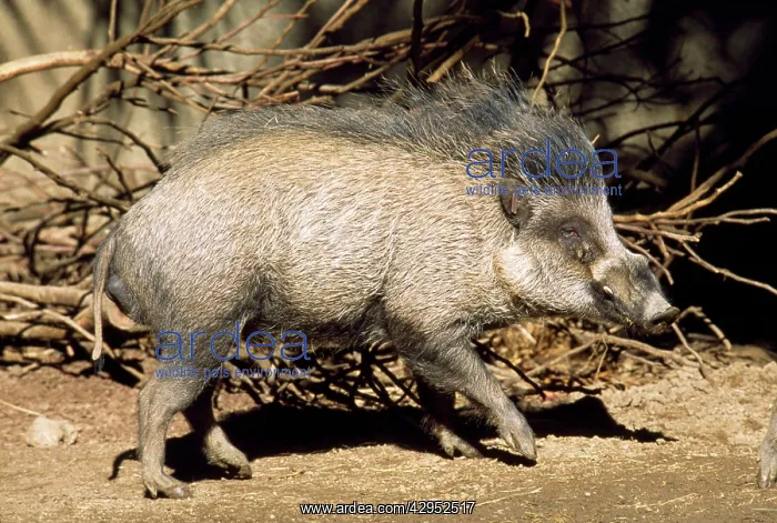 : Visayan Warty Pig - male : Visayan Warty Pig - male