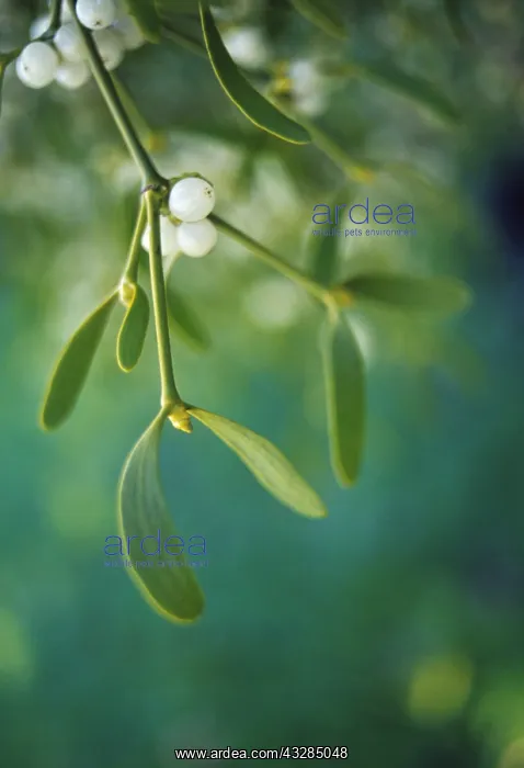: Viscum album Mistletoe Green subject Green b / g : Viscum album Mistletoe Green subject Green b / g