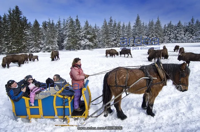 : Visit by carriage of the European bison Reserve France : Visit by carriage of the European bison Reserve France