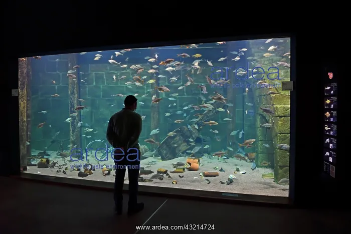 : Visitor looks into huge aquarium at Ozeaneum, Hanseatic : Visitor looks into huge aquarium at Ozeaneum, Hanseatic