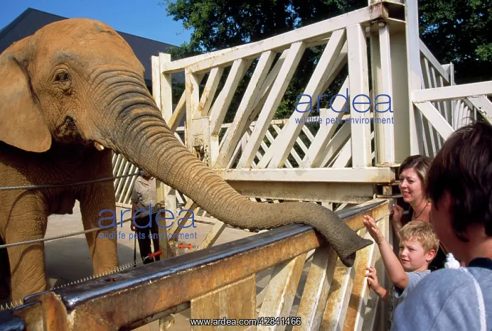 : Visitors feeding African Elephant at Colchester ZOO : Visitors feeding African Elephant at Colchester ZOO