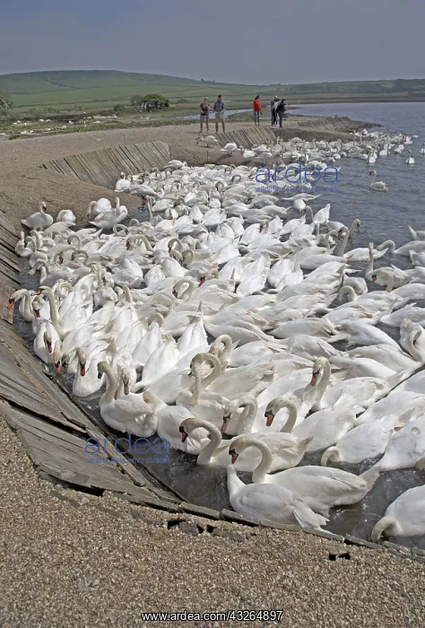  : Visitors watch large numbers of mute swans, Cygnus