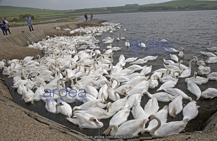 : Visitors watch large numbers of mute swans, Cygnus : Visitors watch large numbers of mute swans, Cygnus