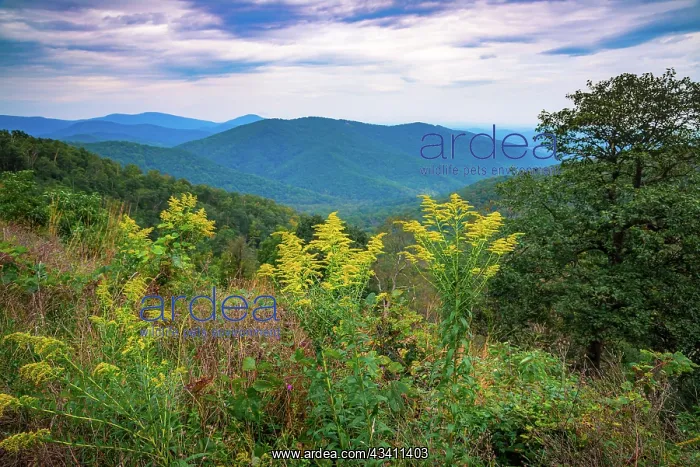 : Vista with goldenrod, Shenandoah, Blue Ridge Parkway : Vista with goldenrod, Shenandoah, Blue Ridge Parkway