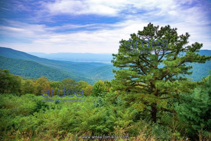 : Vista, Shenandoah, Blue Ridge Parkway, Smoky Mountains, USA : Vista, Shenandoah, Blue Ridge Parkway, Smoky Mountains, USA