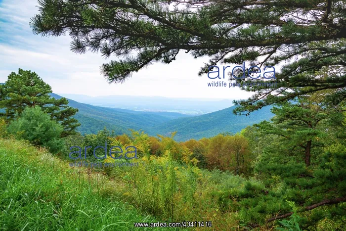 : Vista, Shenandoah, Blue Ridge Parkway, Smoky Mountains, USA : Vista, Shenandoah, Blue Ridge Parkway, Smoky Mountains, USA