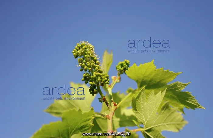 : Grape. Vitis vinifera grape vine with small flowers and developing fruit : Grape. Vitis vinifera grape vine with small flowers and developing fruit