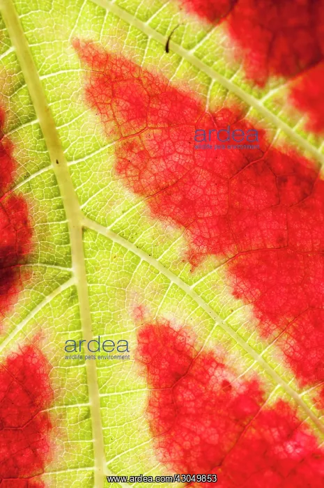 : Vitis vinifera Queen of Esther : Vitis vinifera Queen of Esther