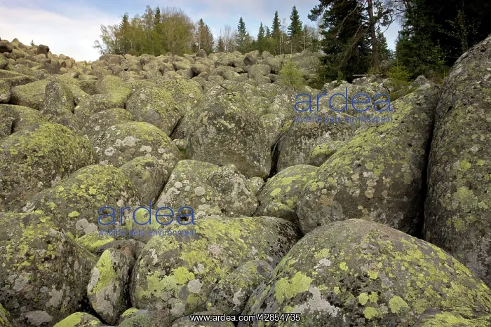 : Vitosha stone river - (also called stone run - : Vitosha stone river - (also called stone run -