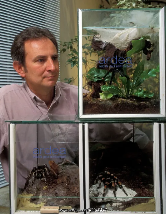 : Vivarium / Terrariums - Man observing Tarantula : Vivarium / Terrariums - Man observing Tarantula