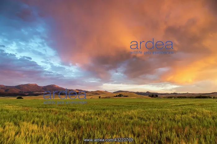 : Vivid sunrise clouds over mid-growth wheat : Vivid sunrise clouds over mid-growth wheat