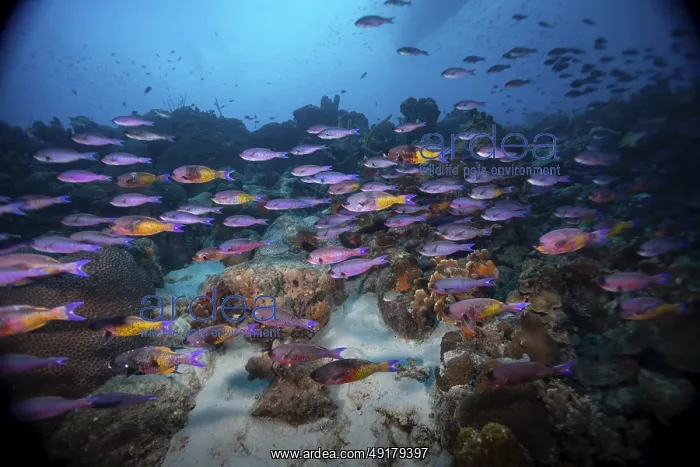: A vivid underwater scene with a school of purple fish swimming around a coral reef : A vivid underwater scene with a school of purple fish swimming around a coral reef