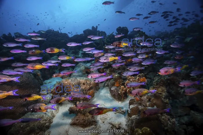 : A vivid underwater scene with a school of purple fish swimming around a coral reef : A vivid underwater scene with a school of purple fish swimming around a coral reef