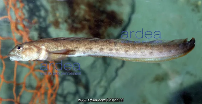 : Viviparous Blenny : Viviparous Blenny