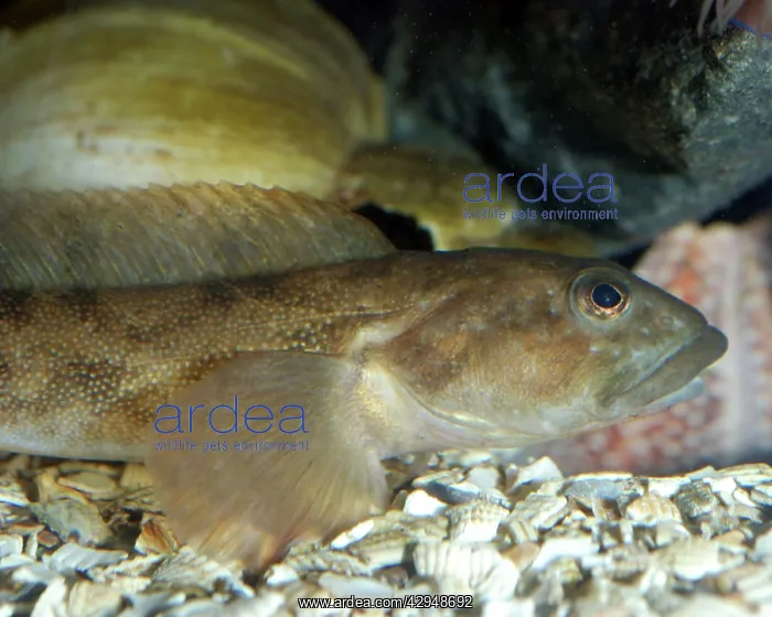  : Viviparous Blenny Fish - cool coastal waters